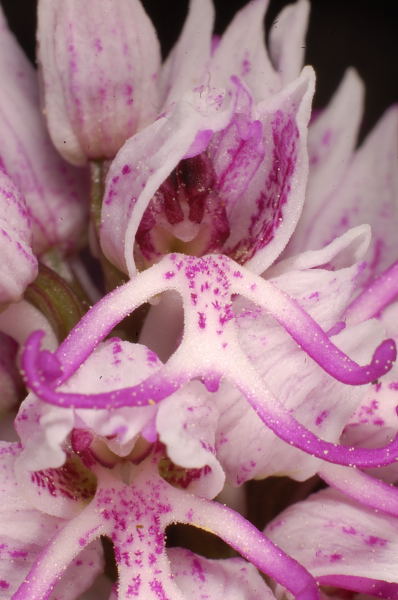 Apette su Ophrys sipontensis